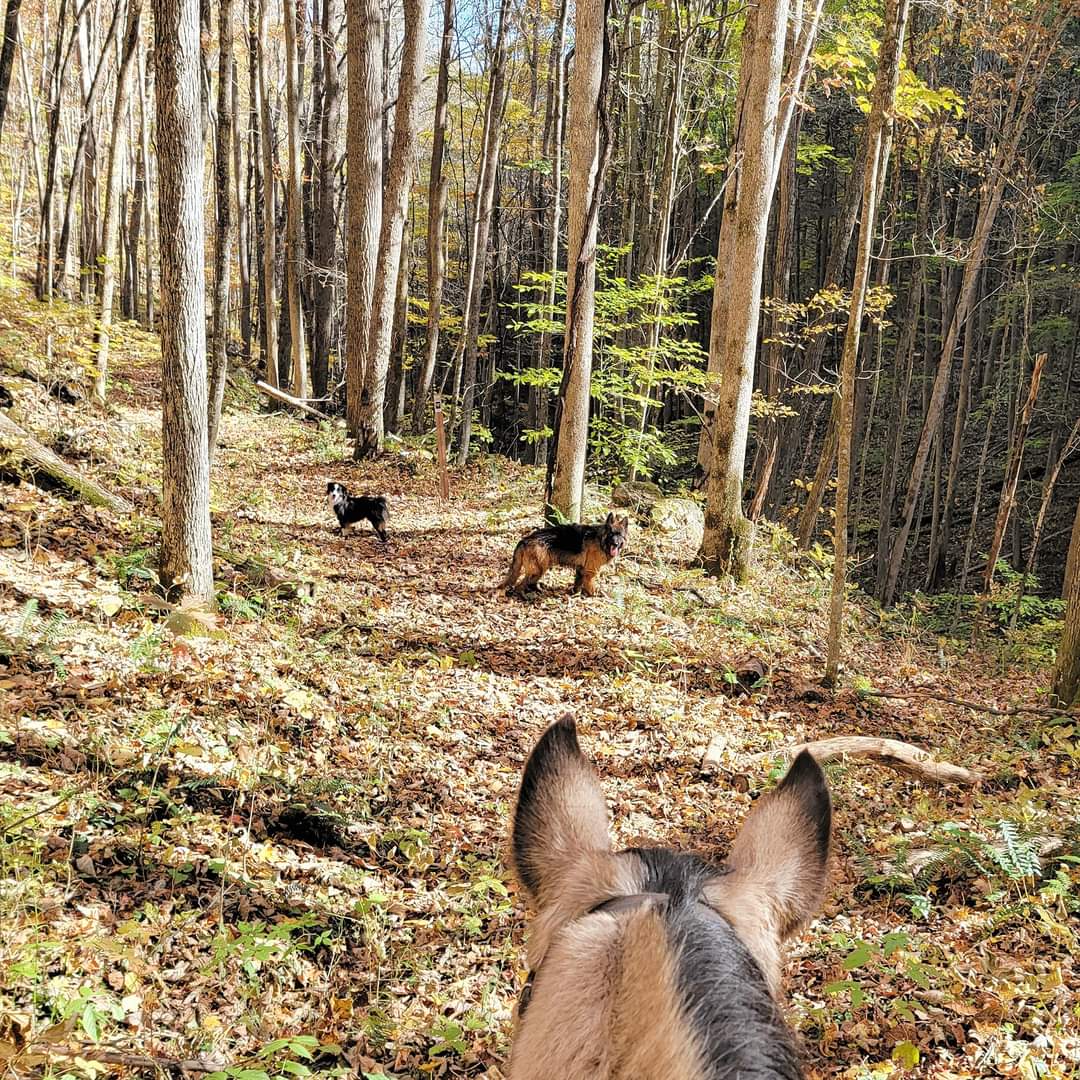 Camp Creek State Park in Virginia | Top Horse Trails