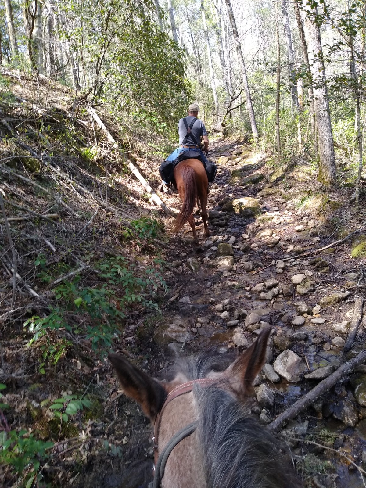 Whetstone Horse Camp in South Carolina | Top Horse Trails