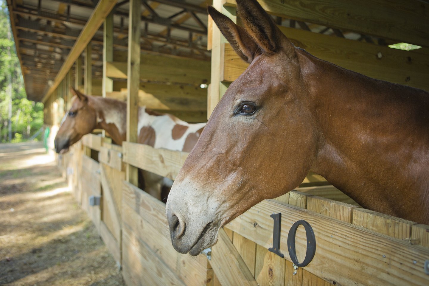 AH Stephens Equestrian Camp in Georgia | Top Horse Trails