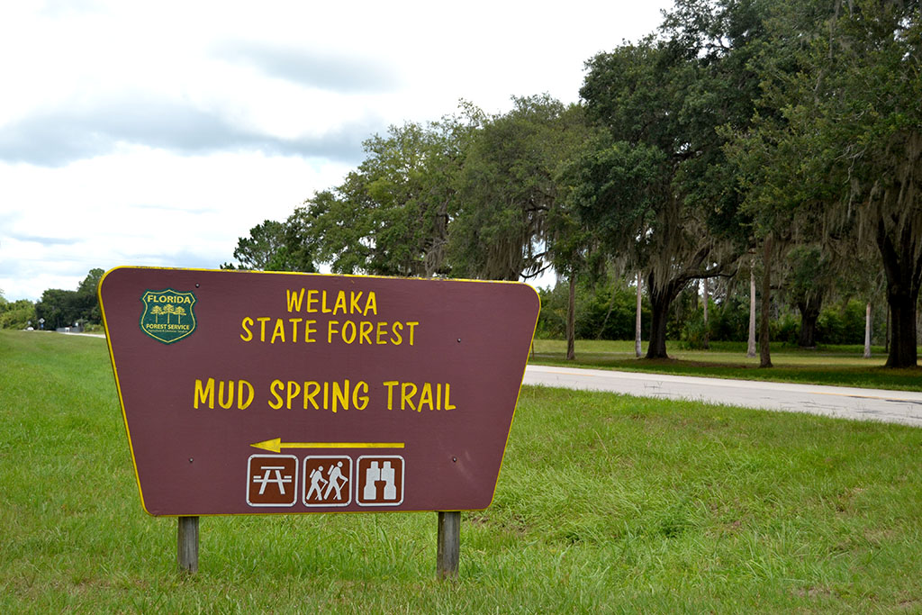 Welaka State Forest in Florida | Top Horse Trails