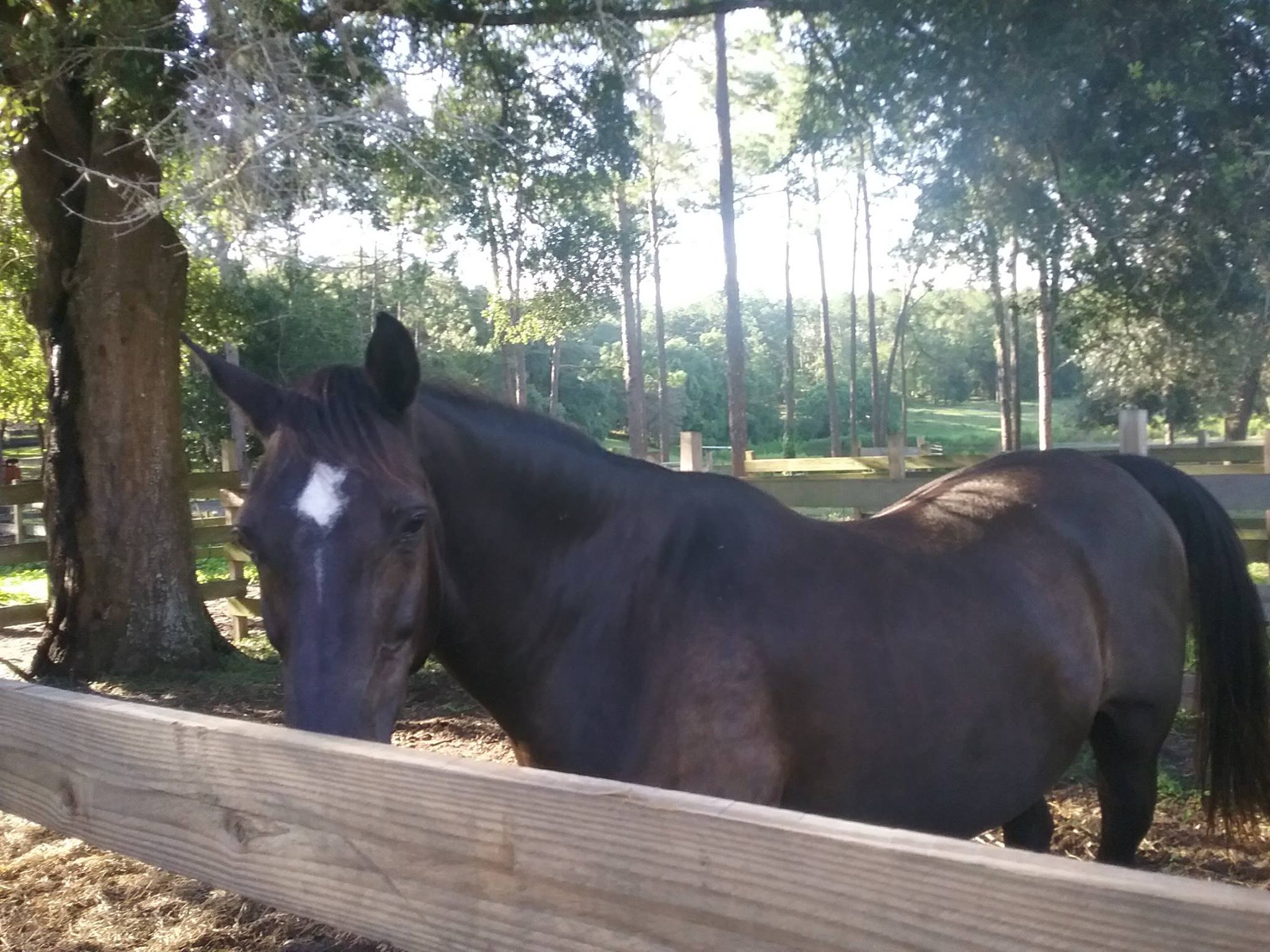 Black Horse Resort Ranch in Florida | Top Horse Trails